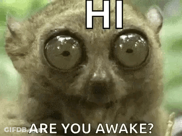 Lemur With Big Eyes Saying Hi GIF