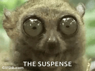 Lemur With Big Eyes Saying The Suspense GIF