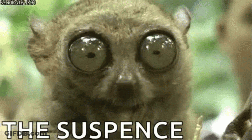 Lemur With Big Eyes The Suspense GIF