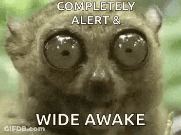 Lemur With Big Eyes Wide Awake GIF