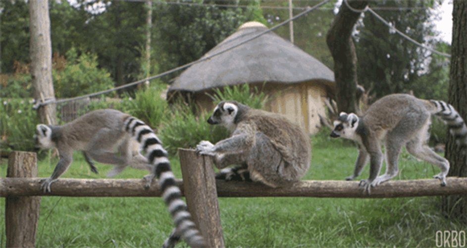 Lemurs In Line Jumping Loop Funny Animals GIF