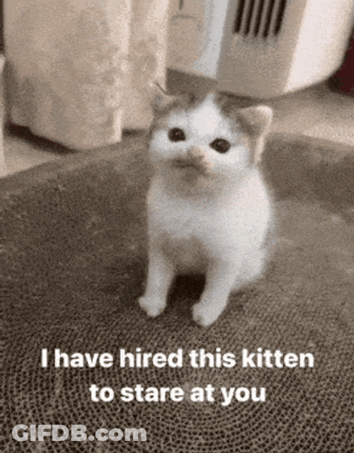 Lenny Confetti Hired Kitten GIF