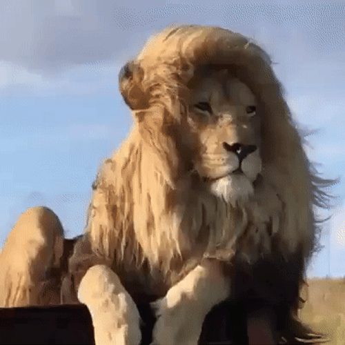 Leo Just Chilling GIF