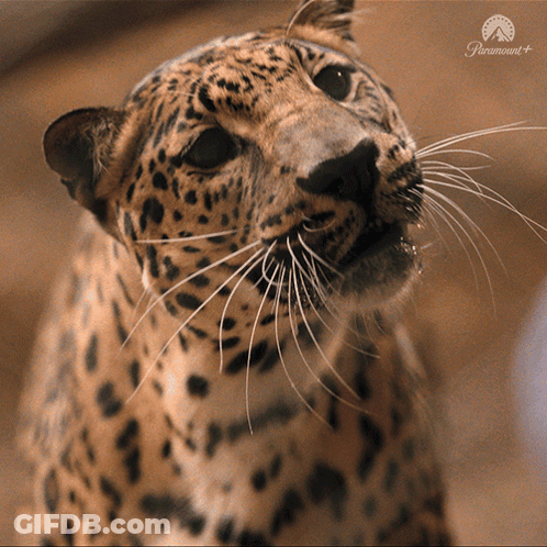 Leopard Face Close Up GIF