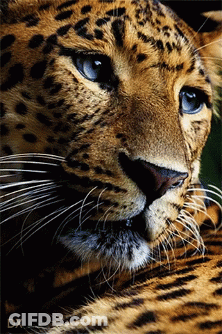 Leopard Face Close Up With Letters DX GIF