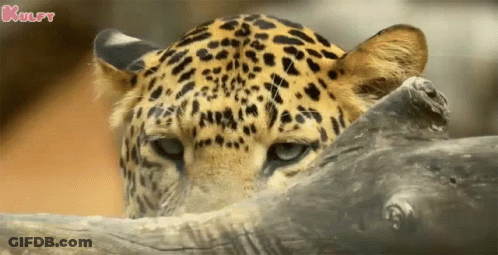 Leopard Face Over Tree Branch GIF