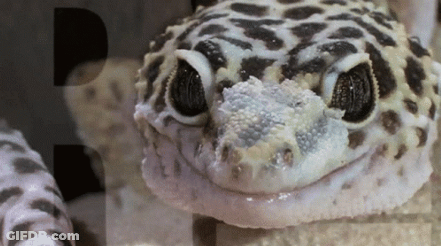 Leopard Gecko Lizard Licking Own Eye GIF