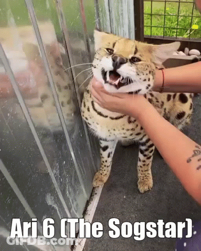 Leopard Held By Person Ari 6 The Sogstar GIF