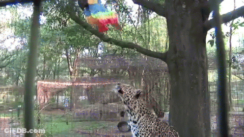 Leopard In Cage Looking At Colorful Bird GIF