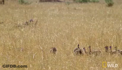 Leopard Jumping Into Water To Catch Crocodile GIF