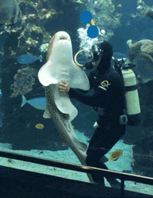 Leopard Shark Cute Cuddle Diver Petting GIF