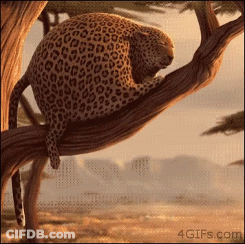Leopard Sleeping On Tree Branch GIF