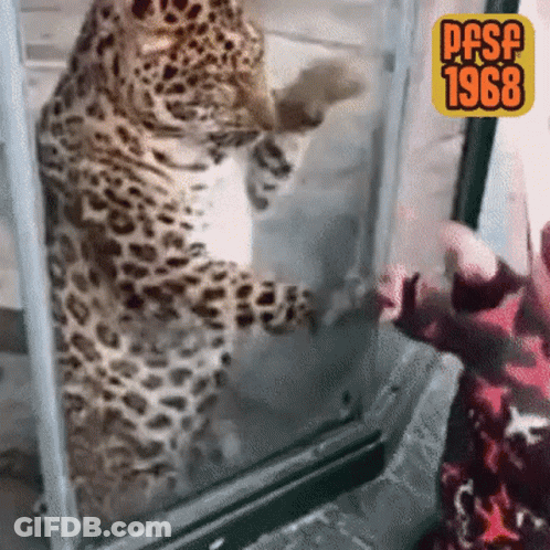Leopard Standing On Hind Legs GIF