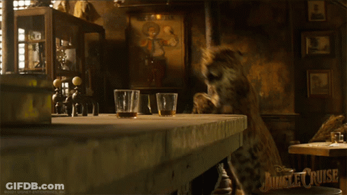 Leopard Standing On Table With Whiskey GIF