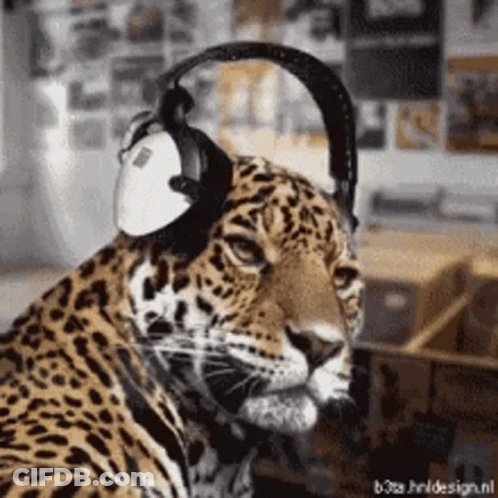 Leopard Wearing Headphones Close Up GIF