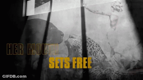 Leopard With Her Mouth Sets Free GIF