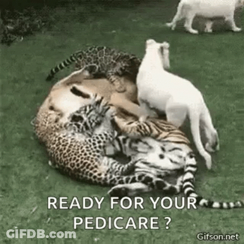 Leopards And White Tigers Lying On Grass GIF