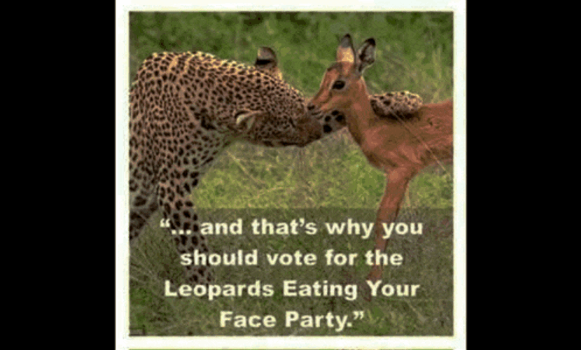 Leopards Eating GIF