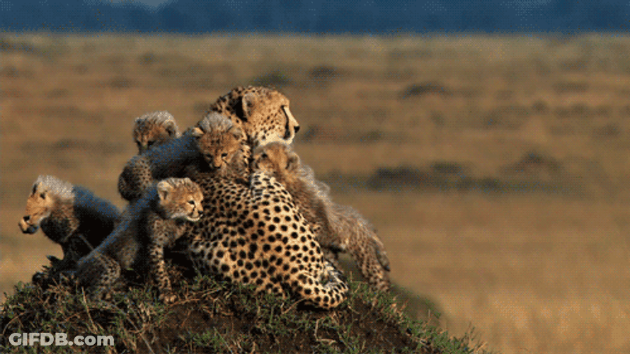 Leopards In African Zoo GIF