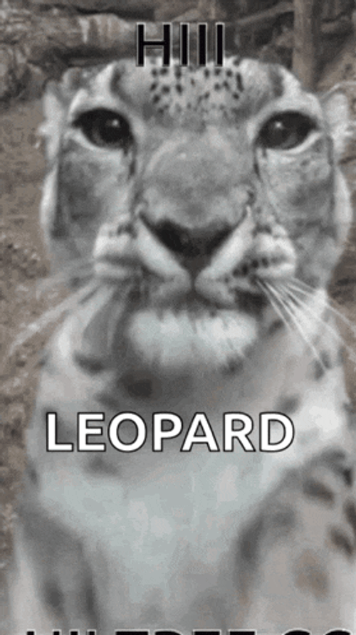 Lepat Lopat GIF