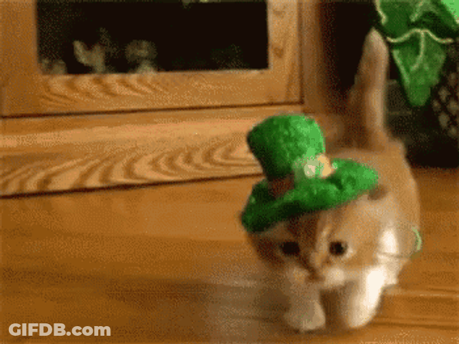Leprechaun Kitten Walking GIF