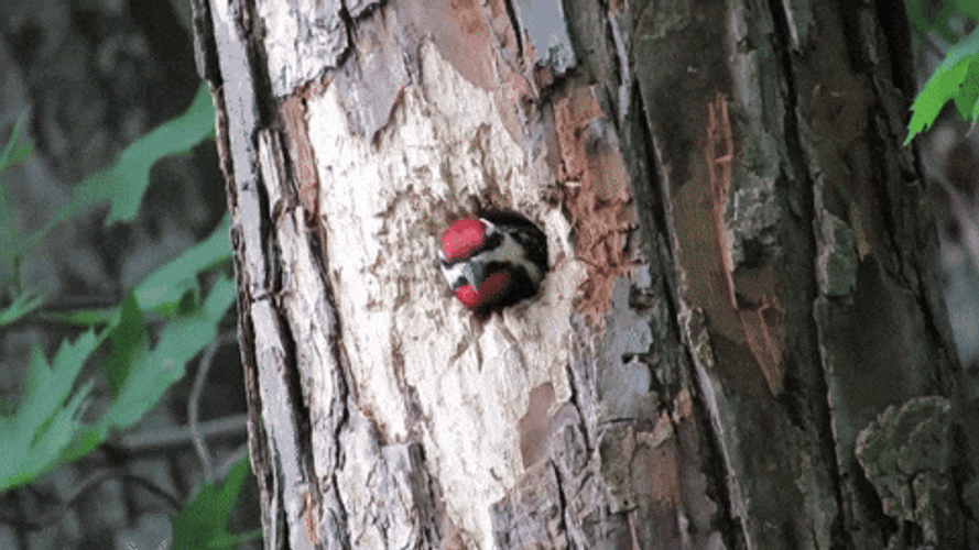 Let's Go Woody Woodpecker Laugh GIF