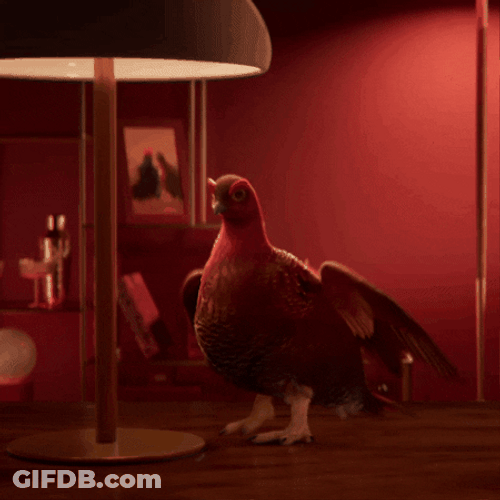 Let There Be Light Naughty Bird Animation GIF