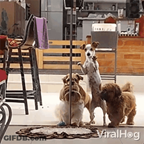 Let Us In Viralhog GIF