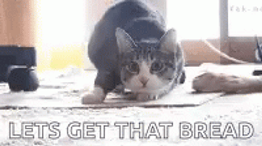 Lets Get It The Bread Funny Kitty Wants GIF