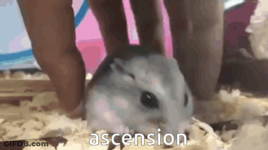 Levitating And Flying Hampter GIF
