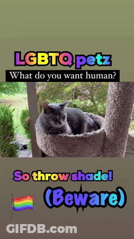 LGBTQ Petz Asking What Do You Want GIF