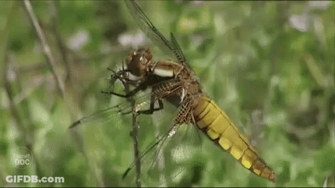 Libelula Dragonfly GIF