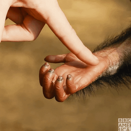 Liberia Touching Palm GIF