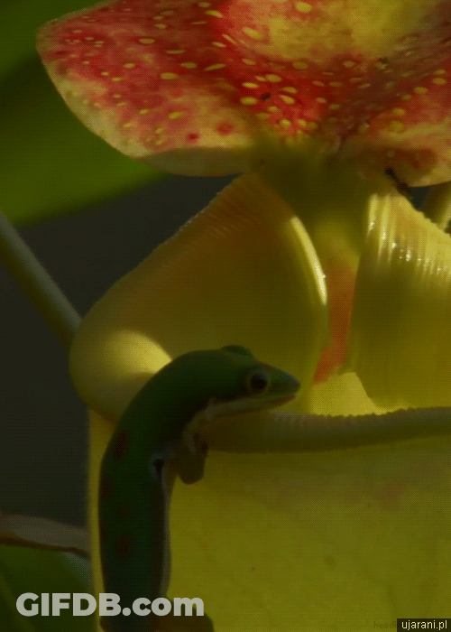 Lick Water Plant Gecko GIF