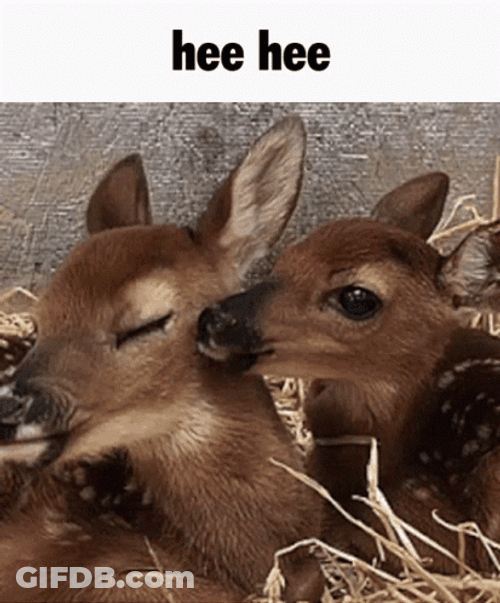 Licking Deer Hee Hee GIF