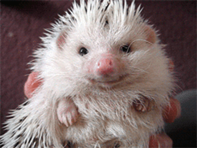 Licking Face Hedgehog GIF
