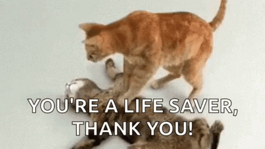 Life Saver Cats CPR GIF