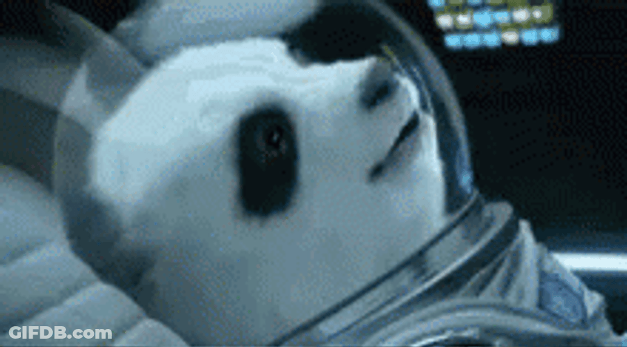 Lift Off Panda In Rocket GIF