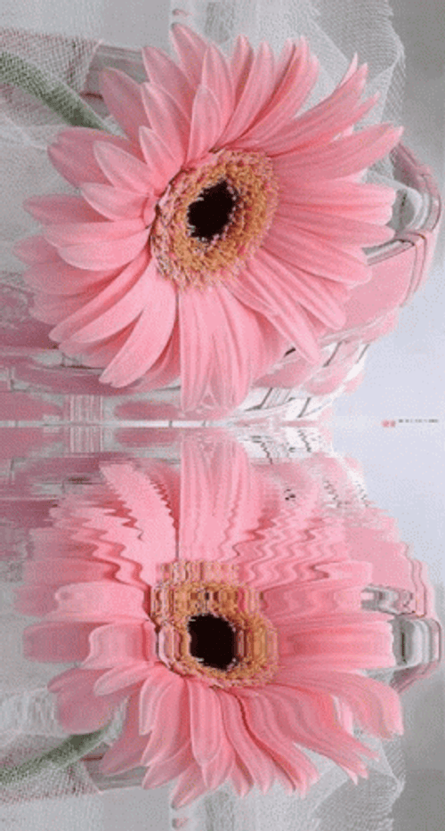 Light Pink Fresh Daisy GIF
