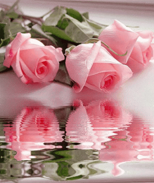 Light Pink Roses GIF