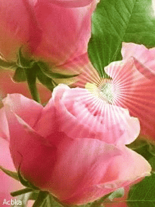 Light Pink Roses With Gleam GIF