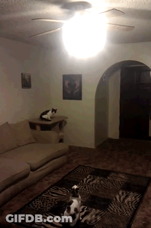 Lights Out Cat Meme GIF