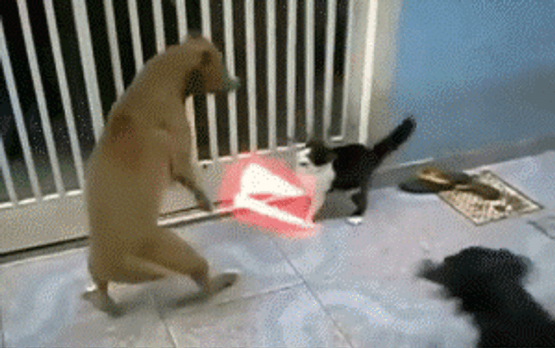 Lightsaber Cat Fighting The Dogs GIF