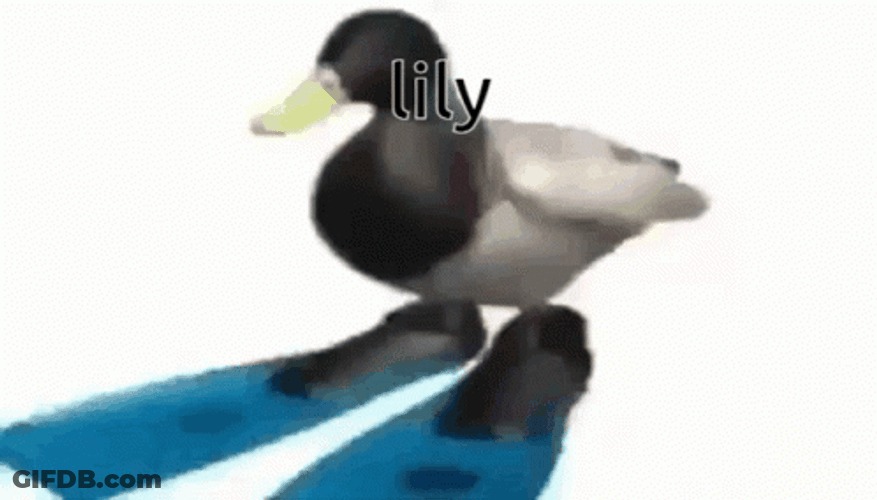 Lily Duck Spinning GIF