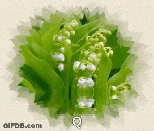 Lily Of The Valley Flowers Floating GIF