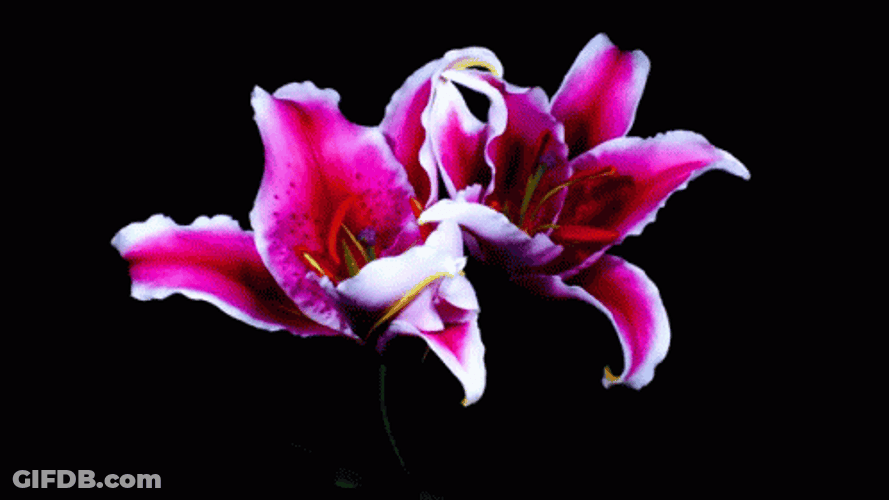 Lily Stargazer Flower Blooming GIF