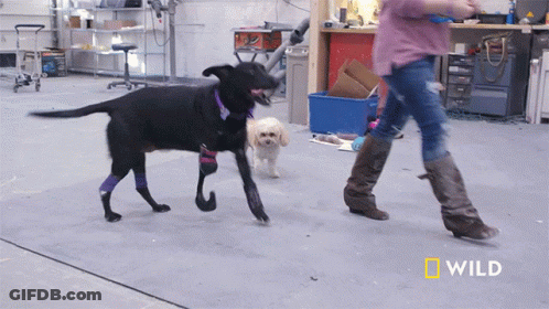 Limping Laci GIF