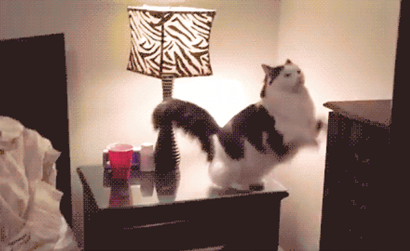 Linda Noche Sleepy Cat With His Toy GIF