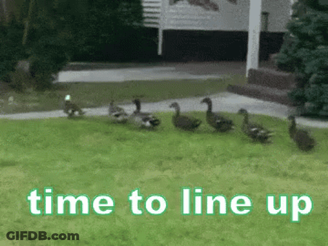 Line Up Ducks Animals Meme GIF
