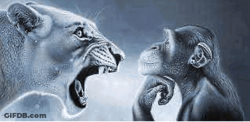 Lion And Chimpanzee With Open Mouths GIF
